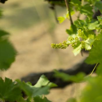 DOC Lison Pramaggiore - entdecken Sie die historische Erziehungsmethode Cassone Padovano - (c) Consorzio Vini Venezia