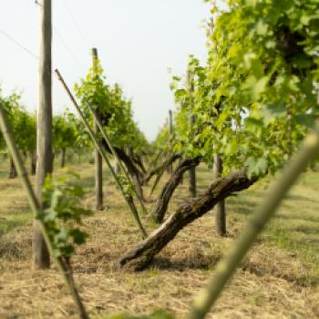 DOC Lison Pramaggiore - entdecken Sie die historische Erziehungsmethode Cassone Padovano - (c) Consorzio Vini Venezia