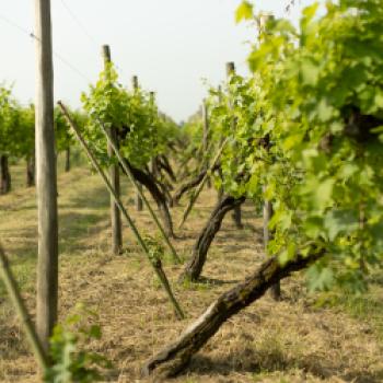 Lison DOCG - ein besonderes Mikroklima sorgt für besondere Weine - (c) Consorzio Vini Venezia