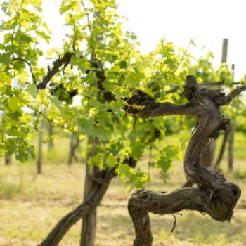Lison DOCG - ein besonderes Mikroklima sorgt für besondere Weine - (c) Consorzio Vini Venezia