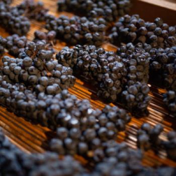 Consorzio Vini Venezia - Das Weinkonsortium Venedig umfasst fünf Appellationen - (c) Consorzio Vini Venezia