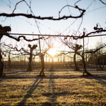 DOC Piave - bewundern Sie das Weinbausystem Bellussera - (c) Consorzio Vini Venezia