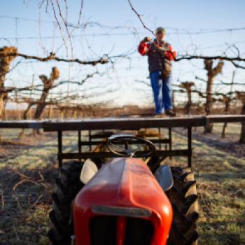 Consorzio Vini Venezia - Das Weinkonsortium Venedig umfasst fünf Appellationen - (c) Consorzio Vini Venezia