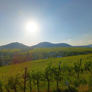 Himmlisch - die Westausrichtung der Weinberge an der Kleinen Kalmit - (c) Klaus Pfenning