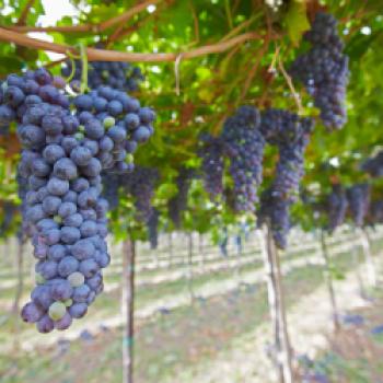 Weinlesezeit bei HEVA – Heroes of Europe Volcanic Agriculture - (c) Soave