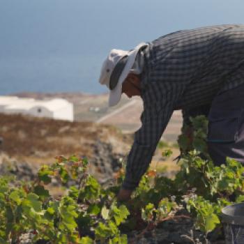 Weinlesezeit bei HEVA – Heroes of Europe Volcanic Agriculture - (c) HEVA
