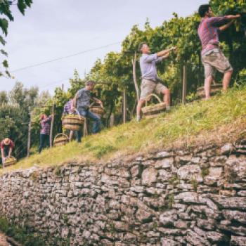 Weinlesezeit bei HEVA – Heroes of Europe Volcanic Agriculture - (c) HEVA