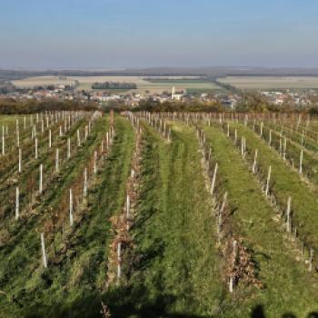 Die Weinberge von Lutzmannsburg, unmittelbar an der Grenze zu Ungarn, bieten perfekte Bedingungen für Blaufrämkisch der Spitzenklasse  - (c) Klaus Pfenning