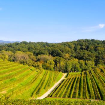 Collio: Eine verborgene Perle der Weinwelt im Friaul - (c) Susanne Wess