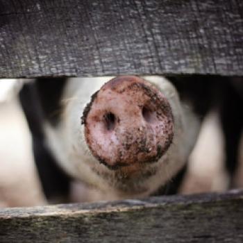 Die Ahle Wurst: Firmenphilosophie, Betrieb und Geschichte der Landfleischerei Leffis - (c) Pixabay