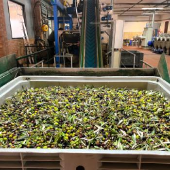 Toskanischer Schinken, hauchdünn aufgeschnitten, goldgrünes Olivenöl, Fenchelsalami und ein Stück Pecorino, der berühmte toskanische Schafskäse – schon beim Gedanken daran läuft einem das Wasser im Mund zusammen - (c) Hannelore Fisgus
