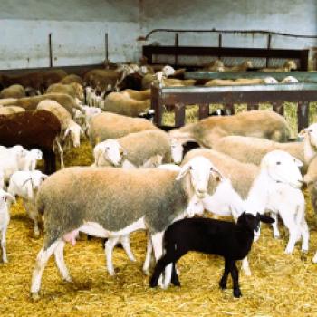 Der Geschmack des wilden Westens - Zamora träumte lange fast vergessen am Rand Spaniens - (c) Stefanie Bisping