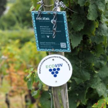 Das Weingut Mohr in Lorch im Rheingau, hier findet man die wohl ältesten Reben auf der hessischen Seite des Rheins - (c) Jörg Bornmann
