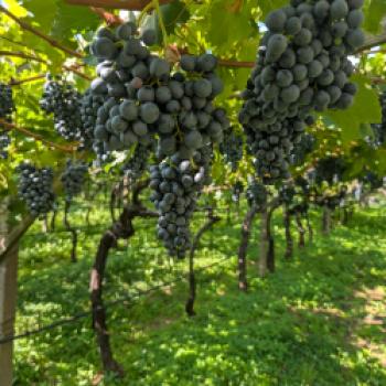 Die Weinregion Südtirol lebt von Kontrasten – genau daraus zieht es seine Kraft - (c) Carola Faber