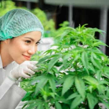 Entdecke High-Class Cannabis: Vergleich von 5 Sorten nach Geschmack, Wirkung und Terpenprofil - (c) https://elements.envato.com/de/a-researcher-is-investigating-quality-and-analyzin-WFE5HCZ