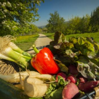 Herbst auf dem Teller: Wilde Wochen zwischen Inseln & Vulkanen, dem westlichen Bodensee und dem Hegau - (c) REGIO e.V./Hans Noll