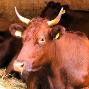 Das Rote Höhenvieh hat in Mittelgebirgen wie dem Vogelsberg seine Heimat. Das Fleisch dieser Rinderart ist besonders schmackhaft - (c) Jörg Bornmann