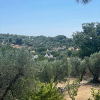 Überall zwischen den Oliven sihet man die Dächer der Trulli - (c) Hannelore Fisgus