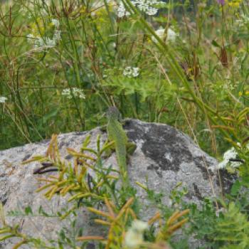 Die Smaragdeidechse ist Namensgeber der Top-Weinlinien in der Wachau, dem Smaragd - (c) Jörg Bornmann