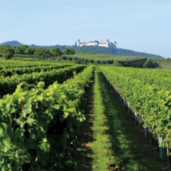 Der Landstrich zwischen Melk und Krems als eine der besten Weißweinregionen Österreichs - (c) Jörg Bornmann