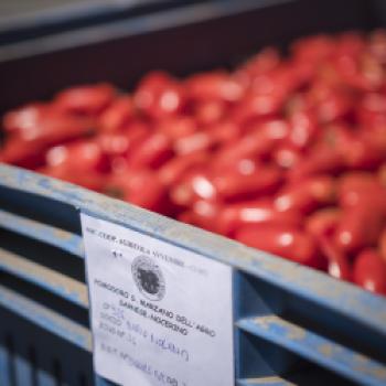 Die San-Marzano-Tomate DOP – warum viele Köche auf diesen Klassiker setzen - (c) Consorzio di Tutela del Pomodoro San Marzano DOP 