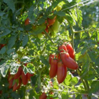 Die San-Marzano-Tomate DOP – warum viele Köche auf diesen Klassiker setzen - (c) Consorzio di Tutela del Pomodoro San Marzano DOP 