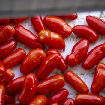 Die San-Marzano-Tomate DOP – warum viele Köche auf diesen Klassiker setzen - (c) Consorzio di Tutela del Pomodoro San Marzano DOP 