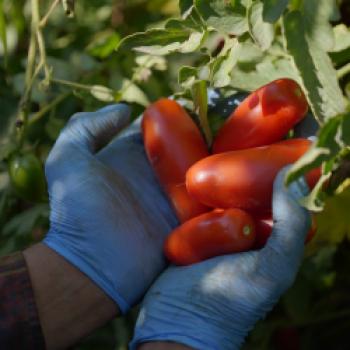 Die San-Marzano-Tomate DOP – warum viele Köche auf diesen Klassiker setzen - (c) Consorzio di Tutela del Pomodoro San Marzano DOP 