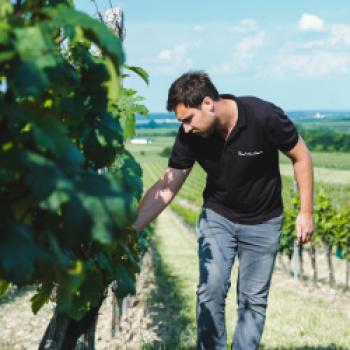 Zwischen Kirschbäumen und Blaufränkisch: Das Weingut Kerschbaum im Burgenland - (c) Kerschbaum
