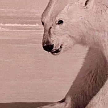 „Ragnar Axelsson. Greenland“: Ausstellung im Kunstfoyer der Versicherungskammer Kulturstiftung macht die Arktis als Brennpunkt von Klimawandel, Geopolitik und Energiewende sichtbar - (c) Gabi Dräger