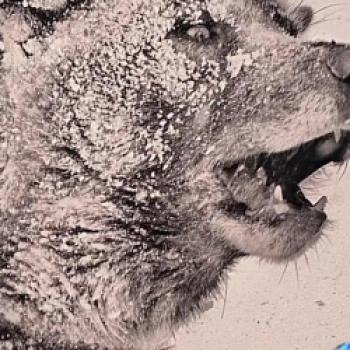 „Ragnar Axelsson. Greenland“: Ausstellung im Kunstfoyer der Versicherungskammer Kulturstiftung macht die Arktis als Brennpunkt von Klimawandel, Geopolitik und Energiewende sichtbar - (c) Gabi Dräger
