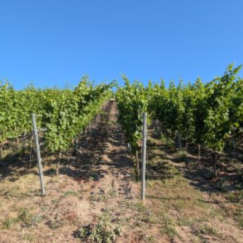 Wo die Ruwer den Ton angibt  An der Ruwer entsteht Wein unter anspruchsvollen Bedingungen - (c) Carola Faber