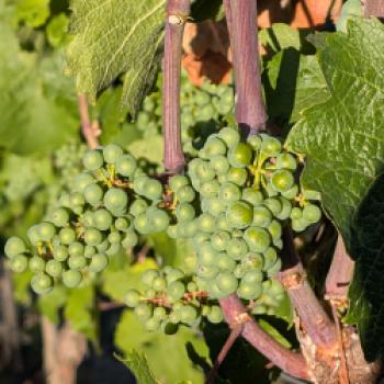 Wo die Ruwer den Ton angibt  An der Ruwer entsteht Wein unter anspruchsvollen Bedingungen - (c) Carola Faber