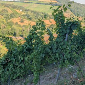 Wo die Ruwer den Ton angibt  An der Ruwer entsteht Wein unter anspruchsvollen Bedingungen - (c) Carola Faber