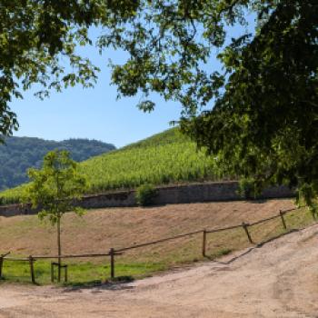 Karthäuserhof: Wo sieben Jahrhunderte im Glas nachwirken - 1335 gründeten Karthäusermönche den Weinbaubetrieb, seit 1811 befindet sich das Gut in siebter Generation in Familienhand - (c) Carola Faber
