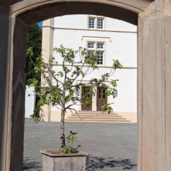 Karthäuserhof: Wo sieben Jahrhunderte im Glas nachwirken - 1335 gründeten Karthäusermönche den Weinbaubetrieb, seit 1811 befindet sich das Gut in siebter Generation in Familienhand - (c) Carola Faber