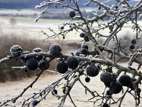 Schlehen, Frucht des Schlehdorns, sollte vor dem Verarbeiten mindestens einmal durchgefroren sein - (c) Gabi Vögele