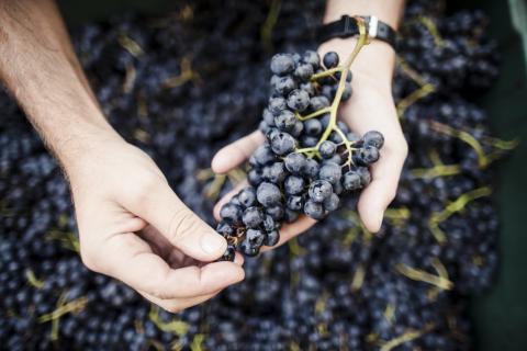 Die Südtiroler Weinernte 2019 - in etwas turbulenter, aber vielversprechender Jahrgang - (c) Südtirol Wein, Florian Andergassen