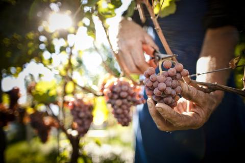 Der Weinjahrgang 2018 in Südtirol - vielversprechende Weine mit großem Potential - (c) Südtirol Wein