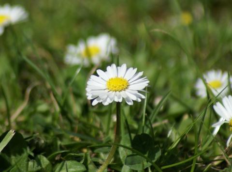 Gänseblümchen (Bellis perennis) - (c) Wikipedia