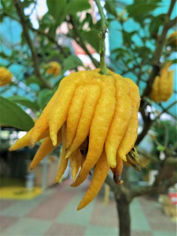 Exotische Zitrusfrucht - die Finger des Buddha - (c) Eva-Maria Mayring
