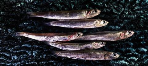 Sardellentörtchen - Ein tolles Gericht als Vorspeise oder sommerliches Abendessen - (c) feelSenigallia