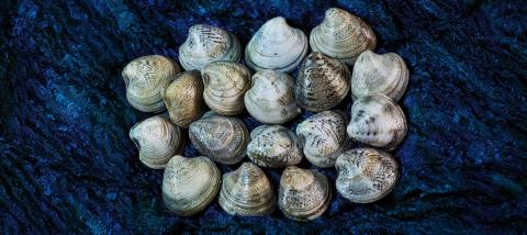 Besonders gute Vongole findet man im Meer vor der Küste Senigallias - (c) Feel Senigallia