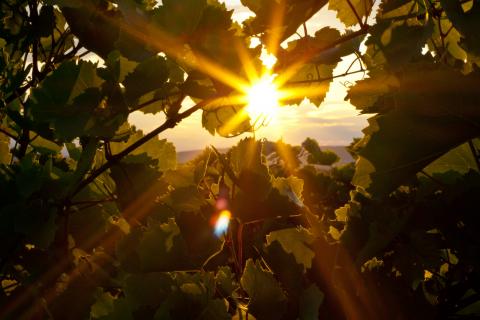 Die Sonnen geht unter im Weingarten und ein arbeitsreicher Tag liegt hinter dem Winzer - (c) Weingut Franz Schindler