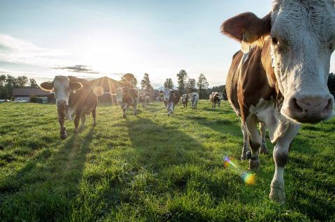 Über 1.000 Betriebe der Molkerei Berchtesgadener Land treiben ihre Kühe wieder auf die Weide - (c) Molkerei Berchtesgadener Land