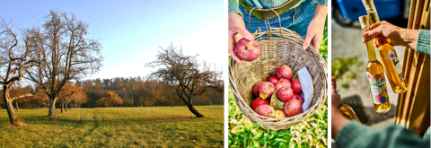 Streuobstwiesen – erhalten die Natur und die Produkte sind biologisch und schmecken hervorragend