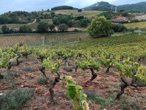 Klein aber fein - Weine aus dem spanischen Bierzo sind bei uns weitgehend unbekannt. Umso überraschender und schöner sind die Entdeckungen vor Ort - (c) Klaus Pfenning