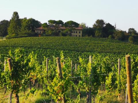 Azienda Agricola Colle Manora: Nachhaltigkeit ist der Lebensinhalt - Auf dem Weingut im Piemont lebt man die Verantwortung für die Natur - (c) Colle Manora