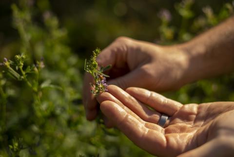 Österreichs Bio-WeinbaufIäche erstmals über 10.000 Hektar - (c) Robert Herbst/OeWM Österreichs Bio-WeinbaufIäche erstmals über 10.000 Hektar - (c) Robert Herbst/OeWM