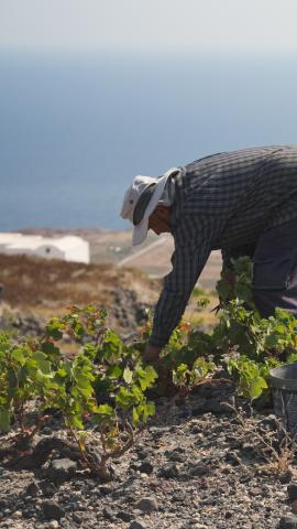 Weinlesezeit bei HEVA – Heroes of Europe Volcanic Agriculture - (c) HEVA